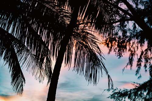 palm tree silhouette trees koh chang